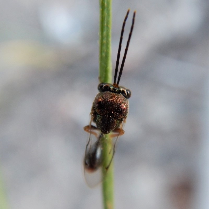 Eucharitidae (family)