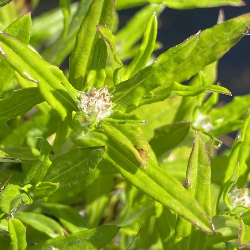 Euchiton limosus