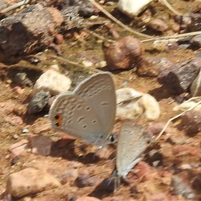 Euchrysops cnejus