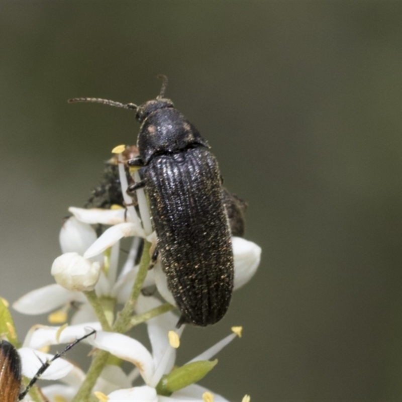 Eucnemidae (family)