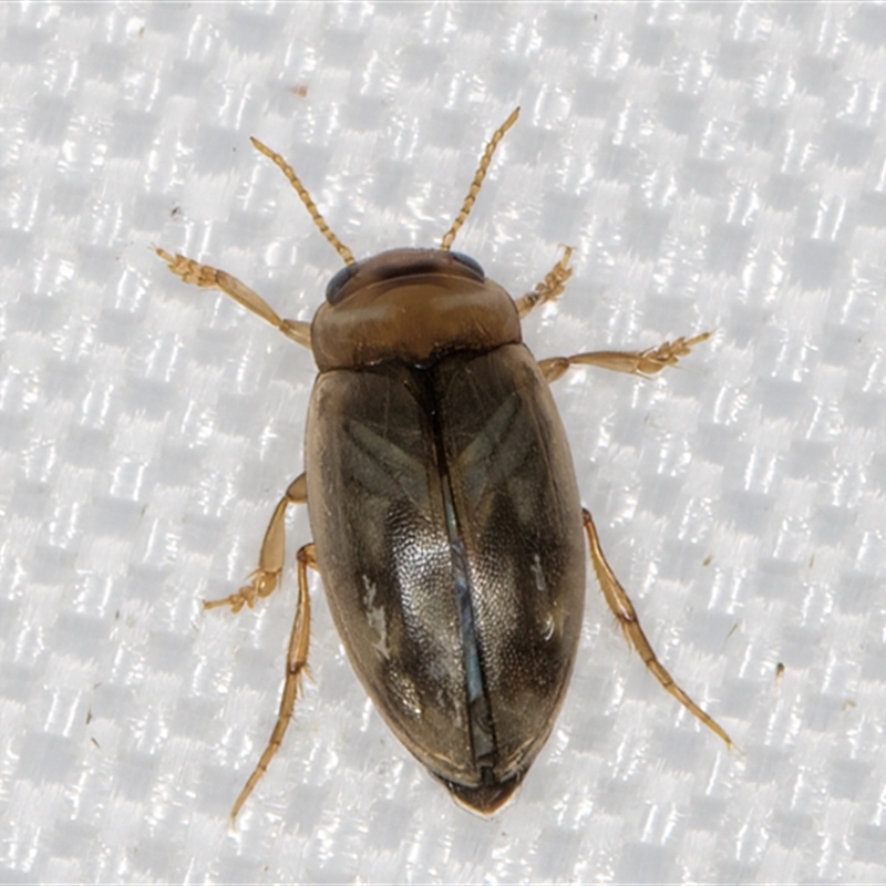 Allodessus bistrigatus