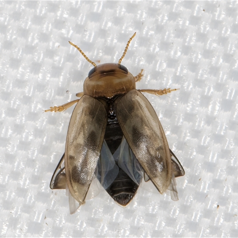 Allodessus bistrigatus