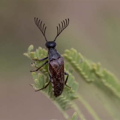 Euctenia sp. (genus)