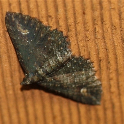 Eucymatoge scotodes