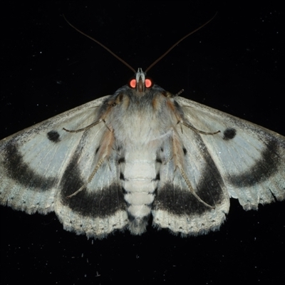 Underside