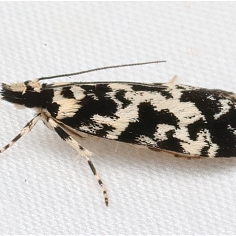 Eudonia aphrodes