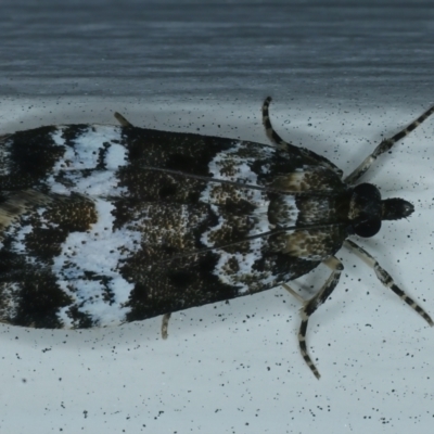 Eudonia protorthra