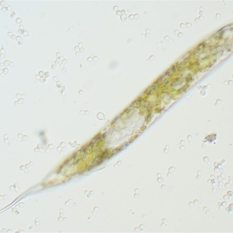 Euglena sp.