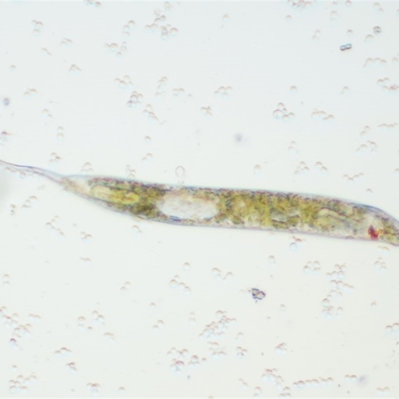 Euglena sp.