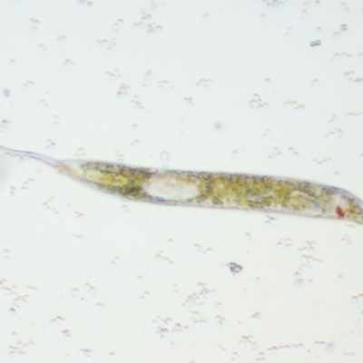 Euglena sp.