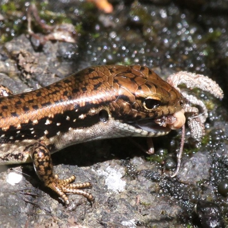 Eulamprus tympanum