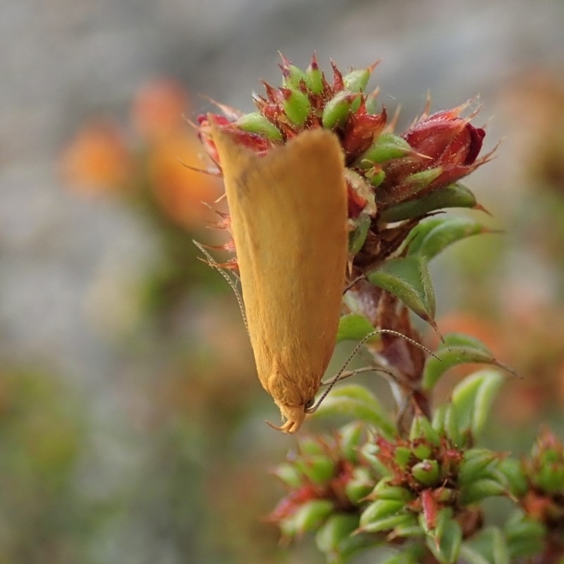 Eulechria electrodes