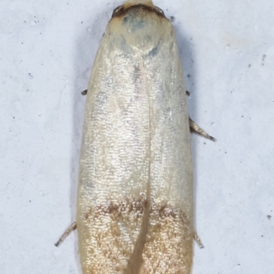 Tachystola stenoptera