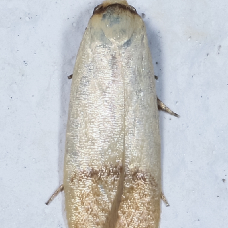 Tachystola stenoptera