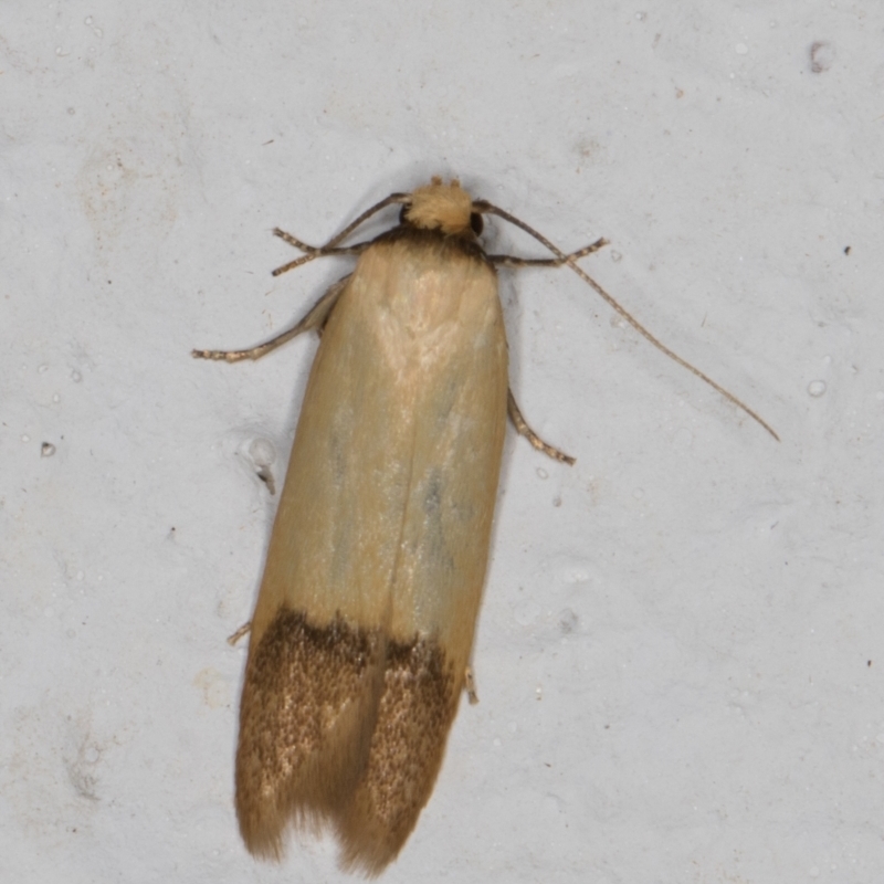 Tachystola stenoptera