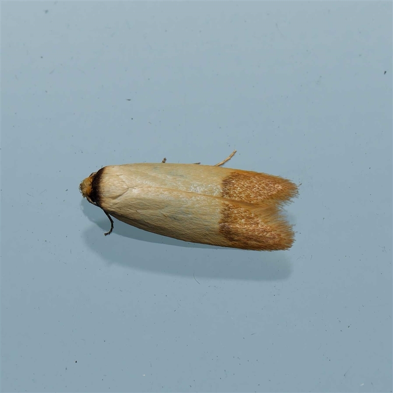 Tachystola stenoptera