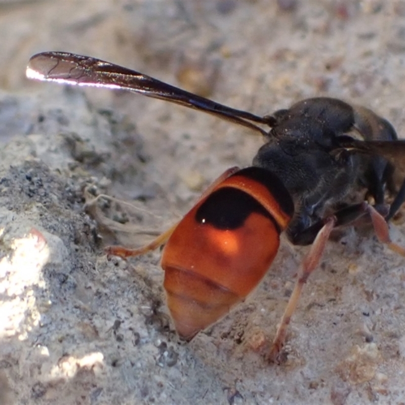 Eumeninae (subfamily)