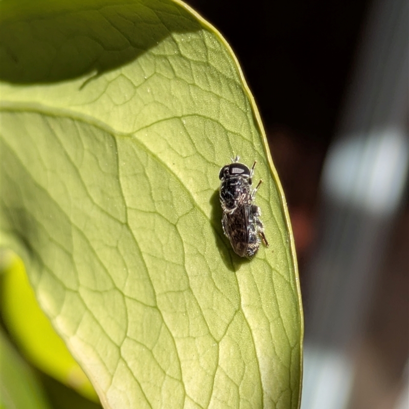 Eumerus sp. (genus)