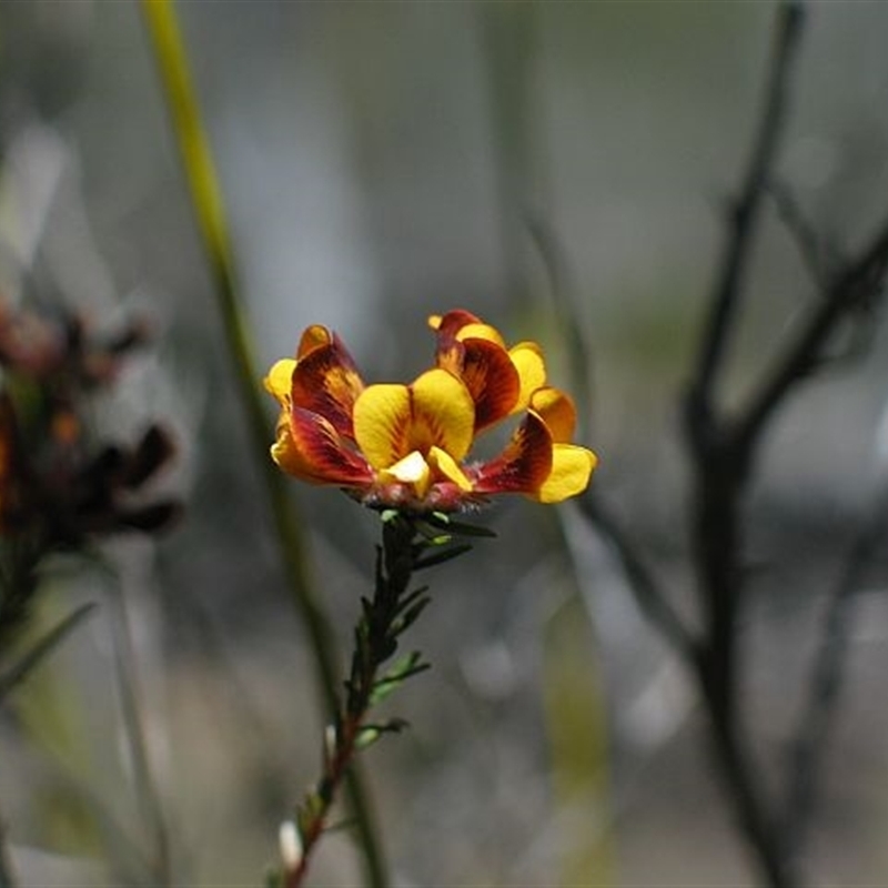 Almaleea subumbellata