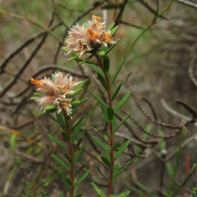 Almaleea subumbellata