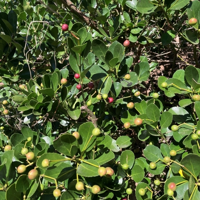 Euonymus japonicus