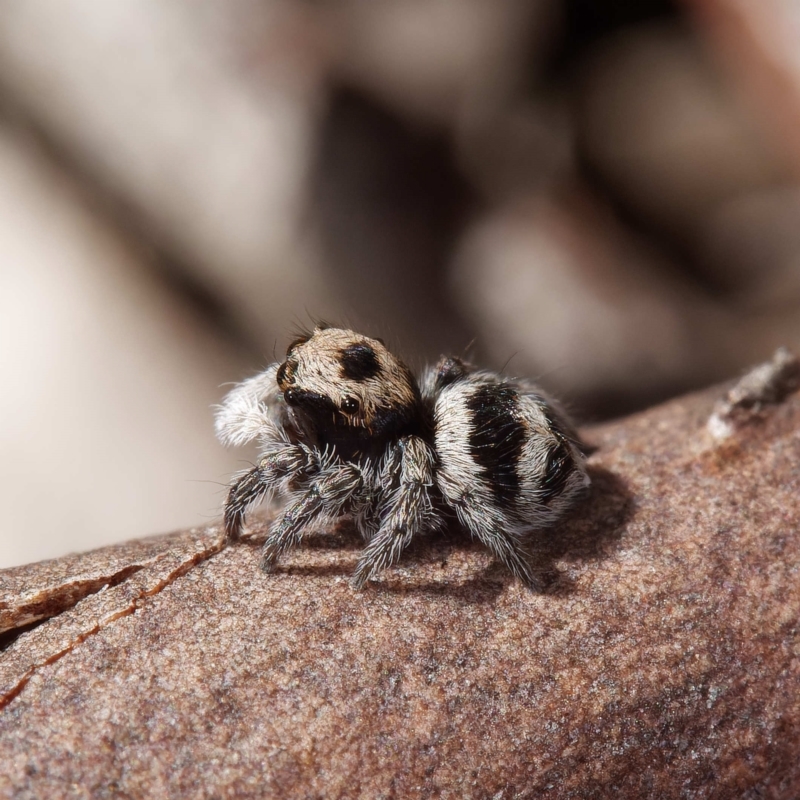 Euophryinae sp.(Striped Capuchin- undescribed)