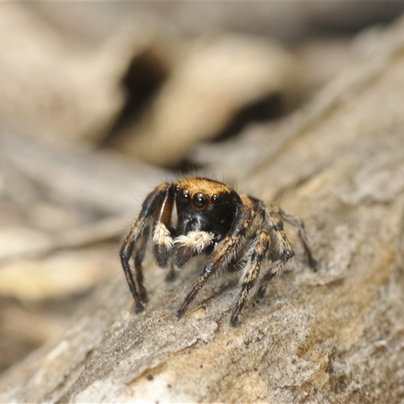 Euophryinae sp.(Striped Capuchin- undescribed)