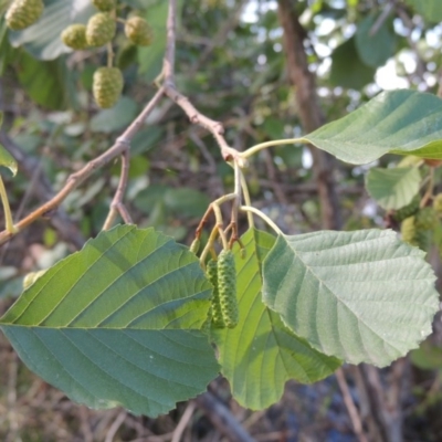 Alnus glutinosa