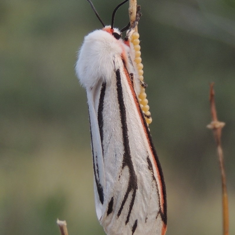 Aloa marginata