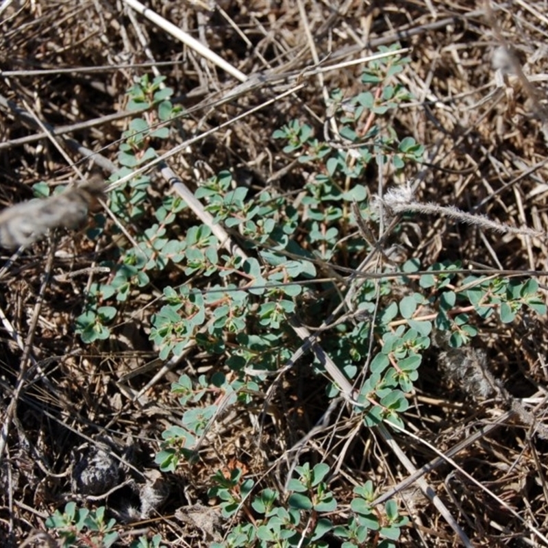 Euphorbia dallachyana