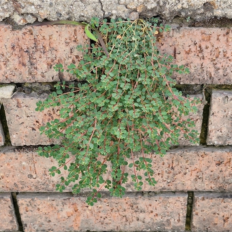 Euphorbia dallachyana