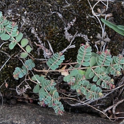 Euphorbia drummondii