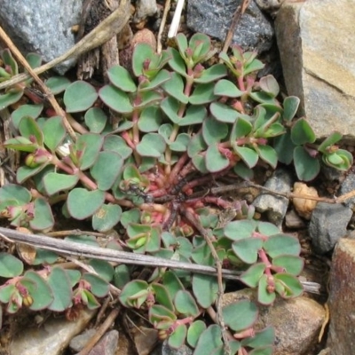Euphorbia drummondii