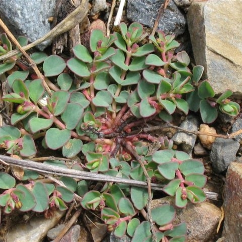 Euphorbia drummondii