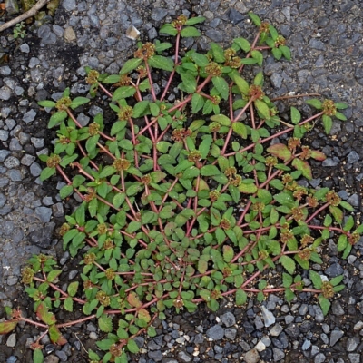 Euphorbia hirta