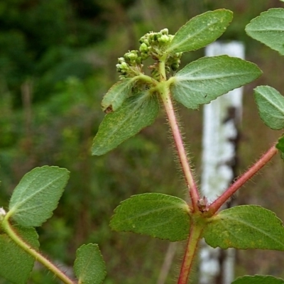 Euphorbia hirta