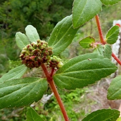 Euphorbia hirta