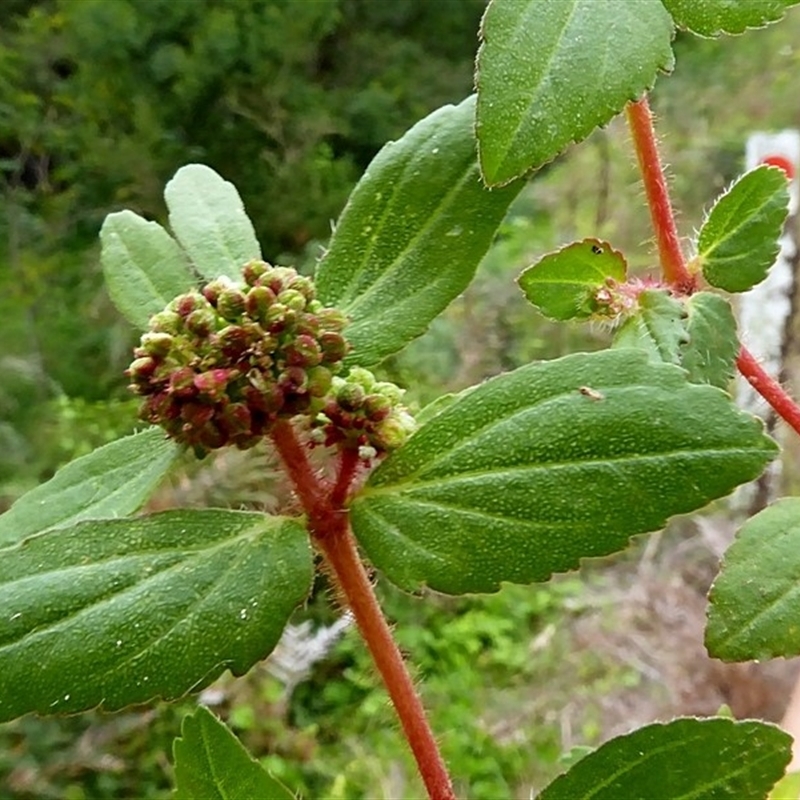 Euphorbia hirta