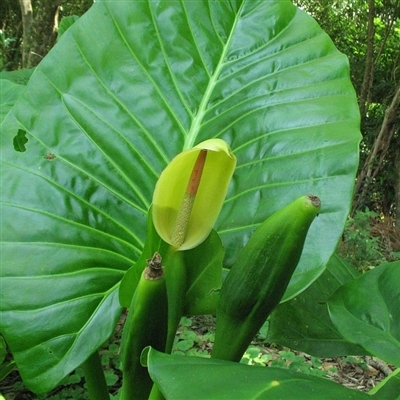 Alocasia brisbanensis