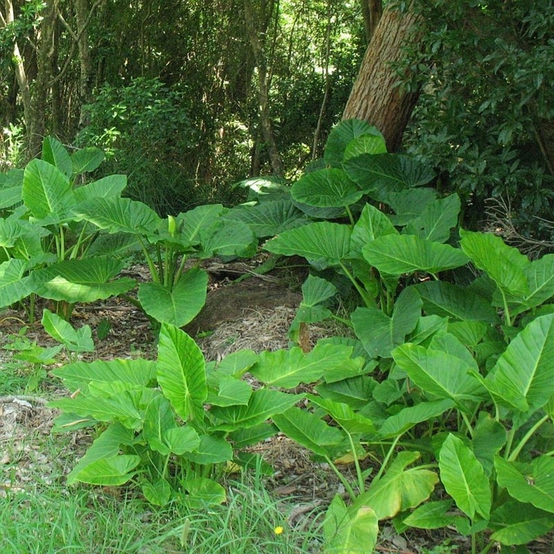 Alocasia brisbanensis