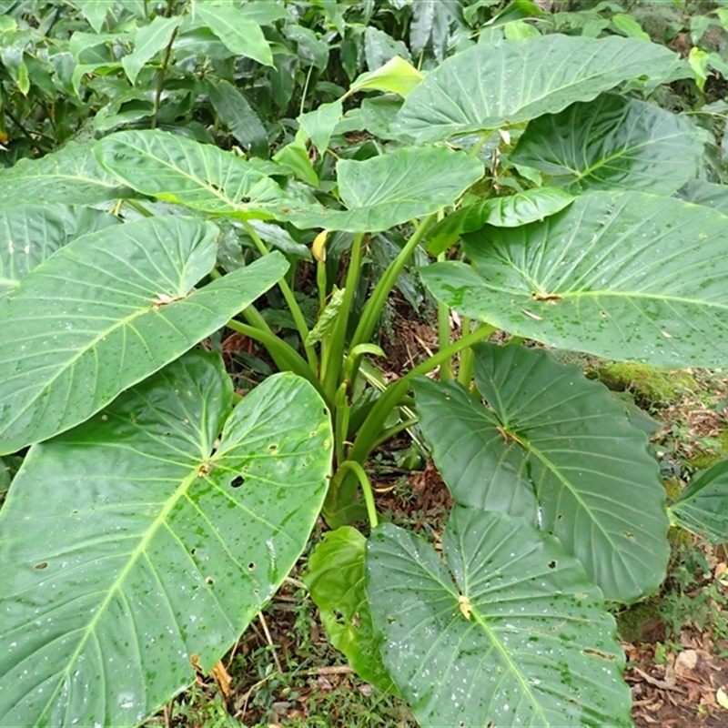 Alocasia brisbanensis