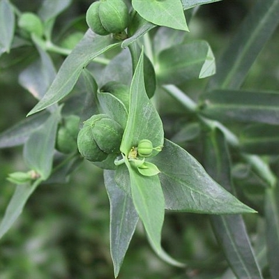 Euphorbia lathyris