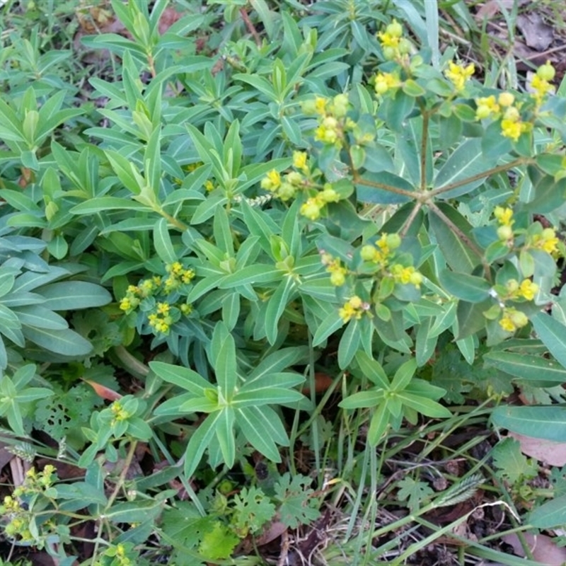 Euphorbia lathyris