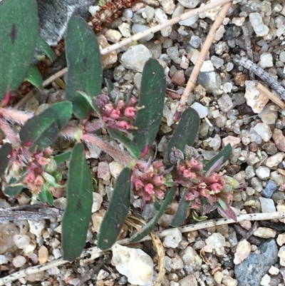 Euphorbia maculata