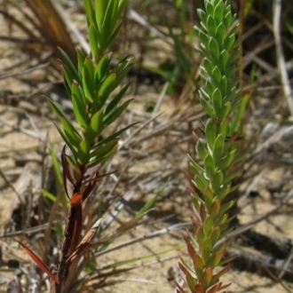 Jackie Miles, on R, native Leucopogon seedling on L