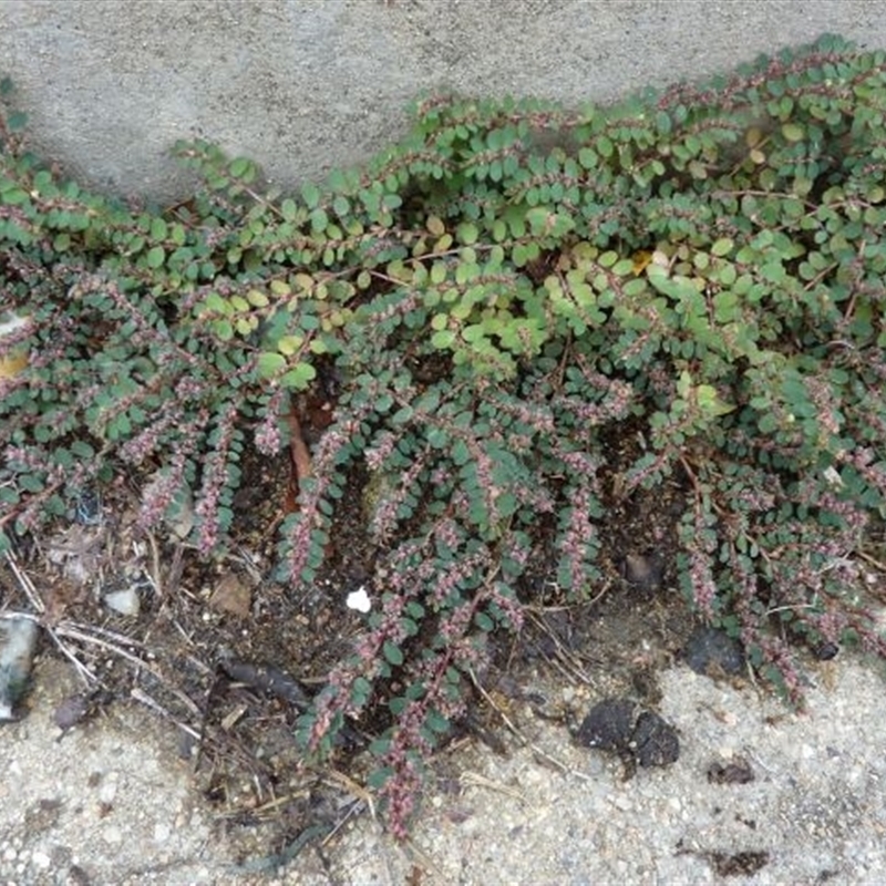 Euphorbia prostrata