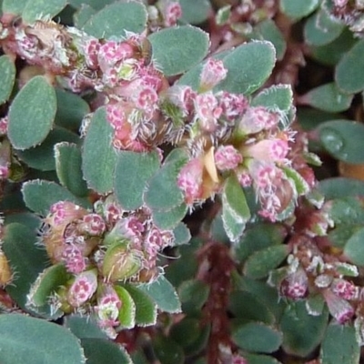 Euphorbia prostrata