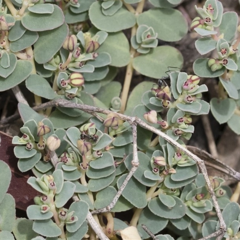 Euphorbia sp.