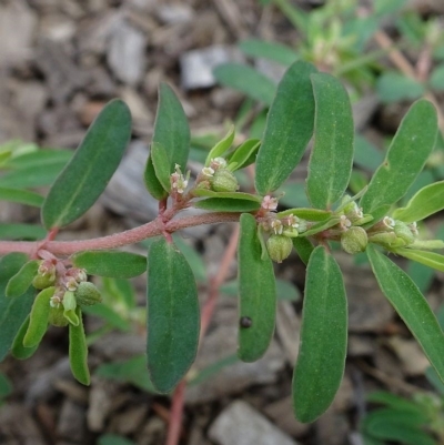 Euphorbia supina