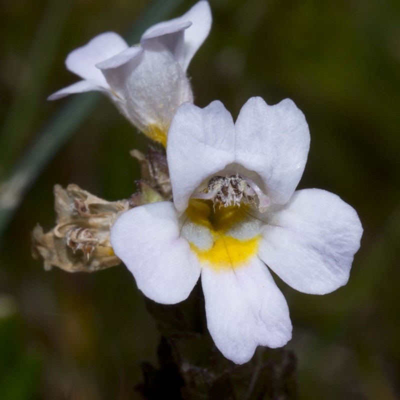 Euphrasia collina